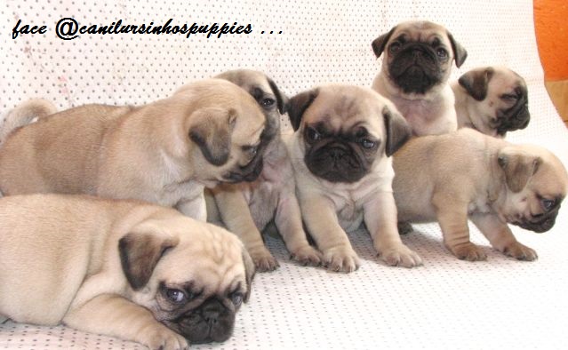 pug filhotes disponiveis #canilursinhospuppies  - Foto 1