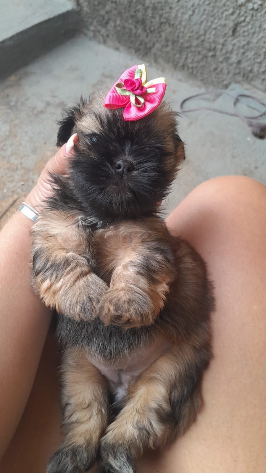 Vendo shitzu Goiânia Go  - Foto 1