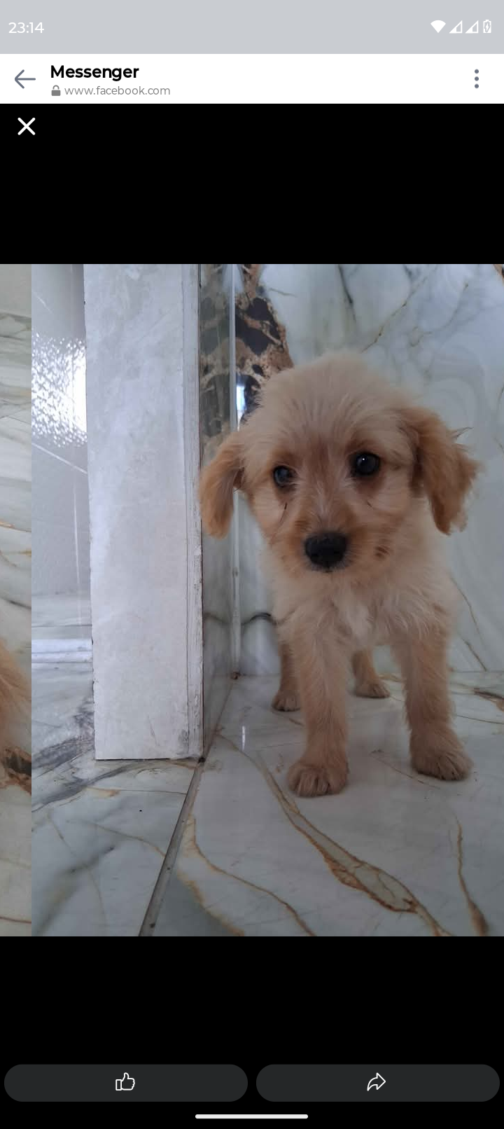 Poodle com pincher - Foto 2