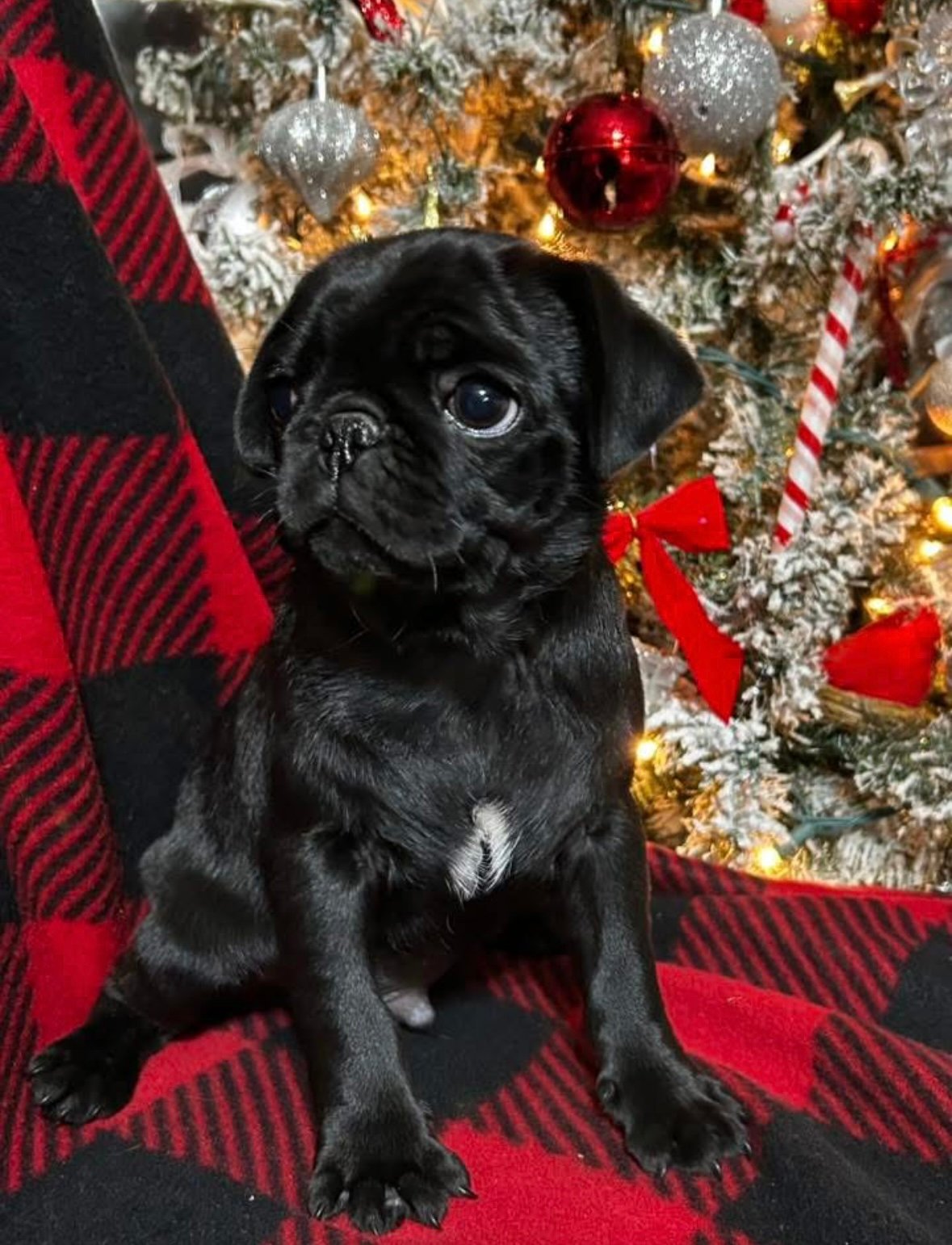 Pug mini 