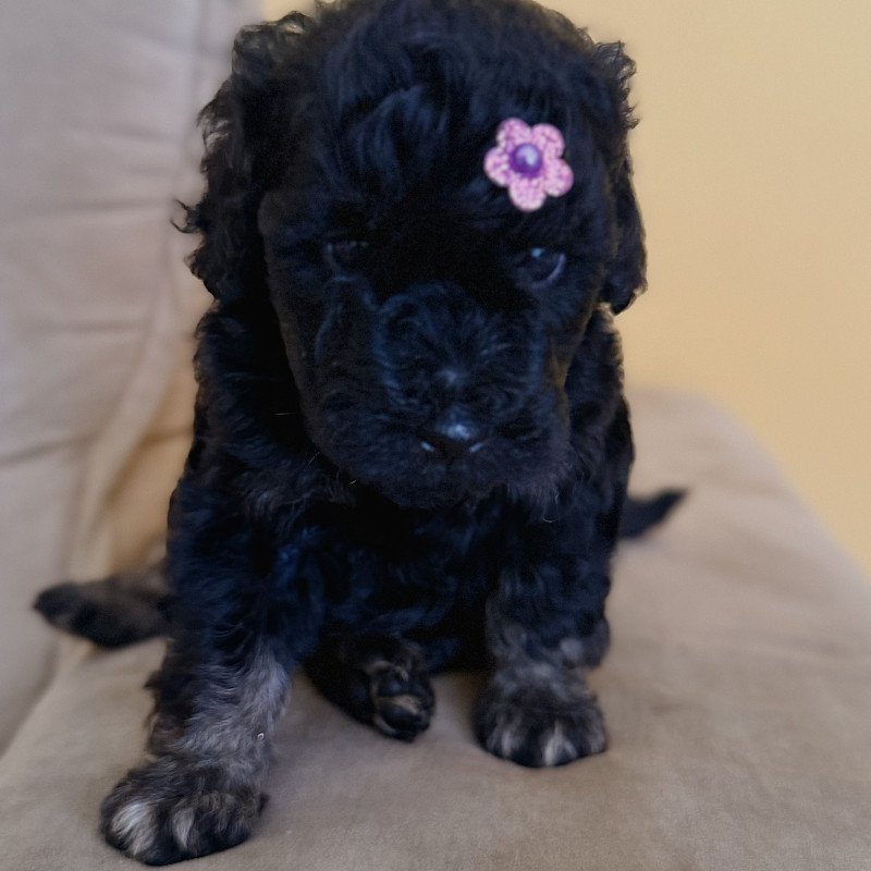 Filhote de Poodle Toy Legítimo