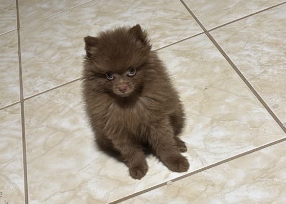 Portal Vendocão Spitz alemão Anão - LULU Brasilia 