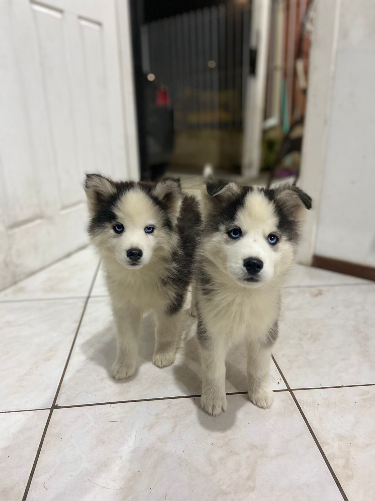 Portal Vendocão Casal De Filhotes Husky Siberiano PORTO ALEGRE