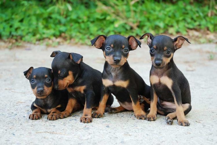 Portal Vendocão Pinscher raça pura  Alto da Lapa 