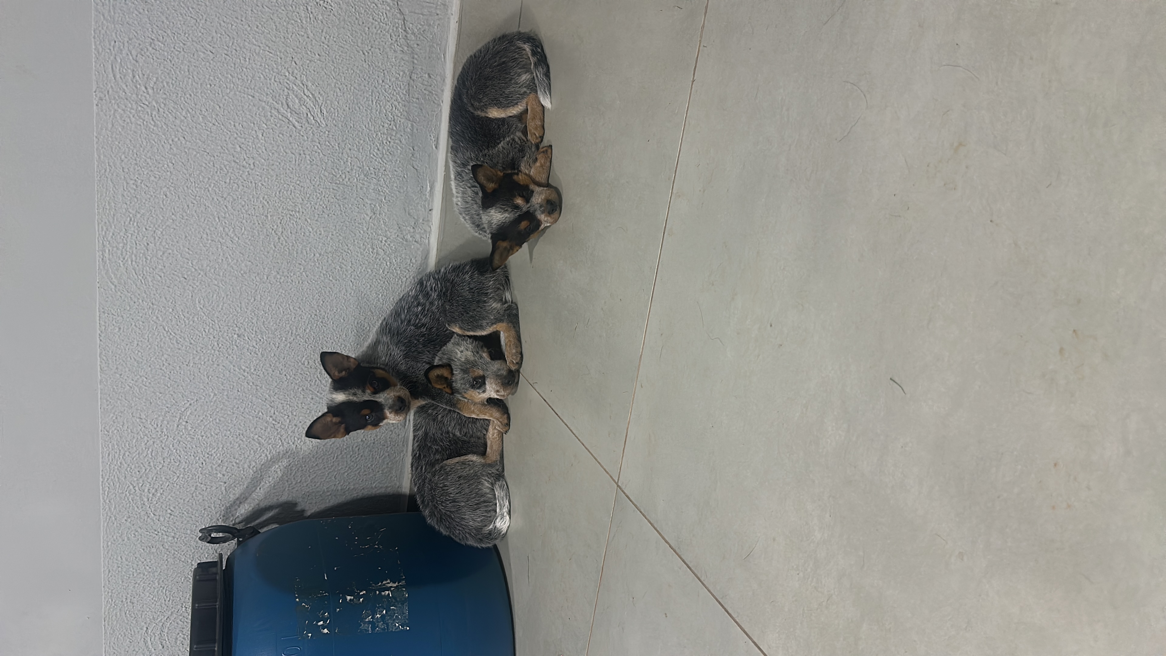 Portal Vendocão Filhotes de blue heeler  Águas claras 