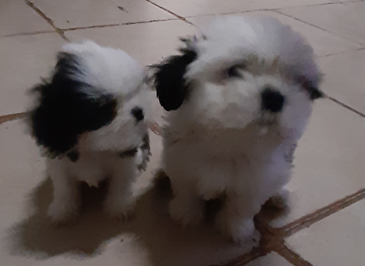 Portal Vendocão Filhotes de Shih-tzu  Brasília