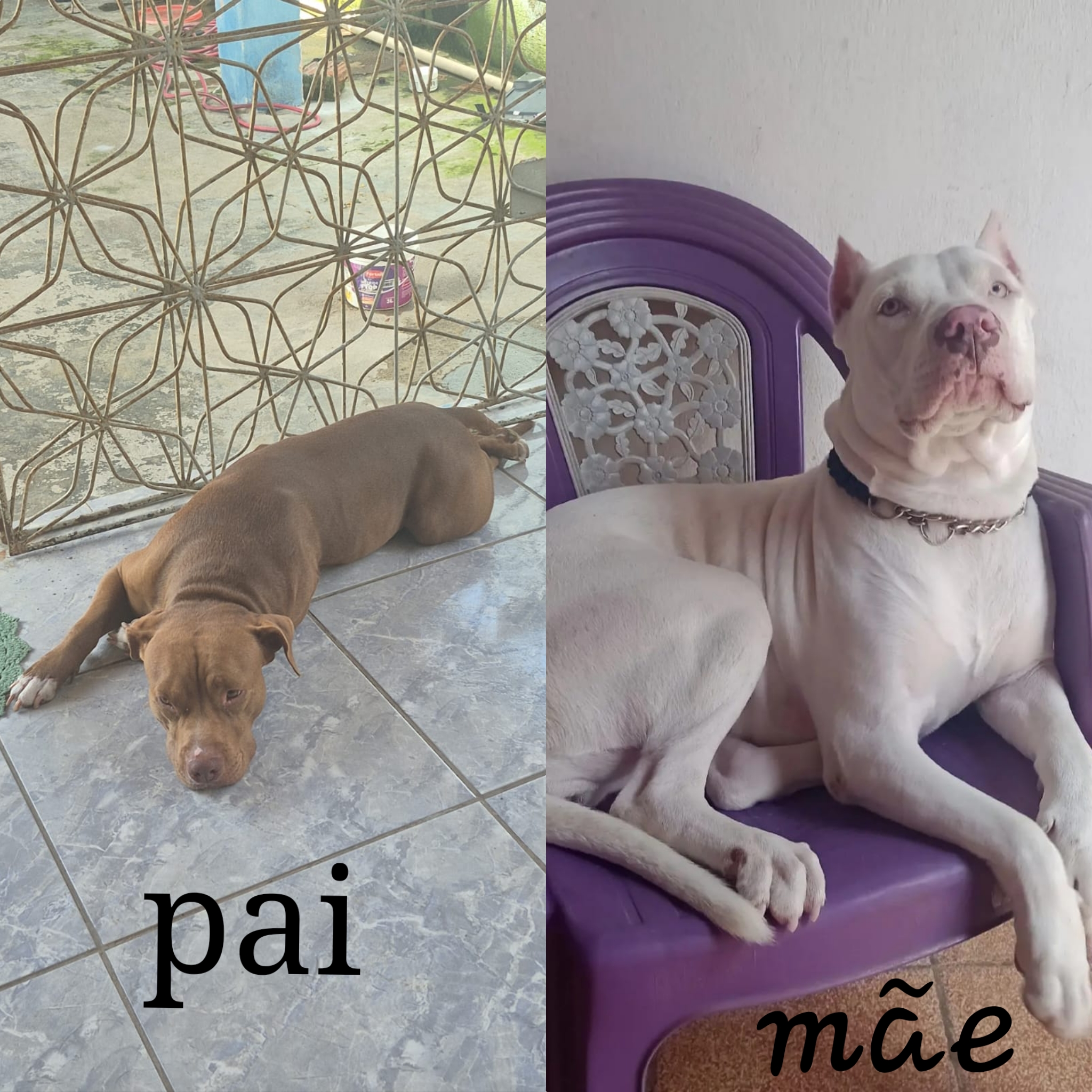 Portal Vendocão Pitbull red nose  Macaiba 