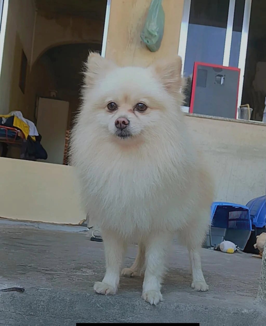 Spitz alemão Anão Pedigree (lulu da pomerania) - Foto 2
