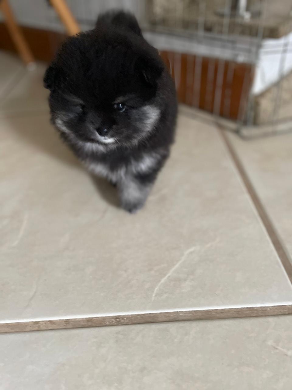 Portal Vendocão Lulu da Pomerânia/Spitz Alemão Anão de Alto Padrão Volta Redonda