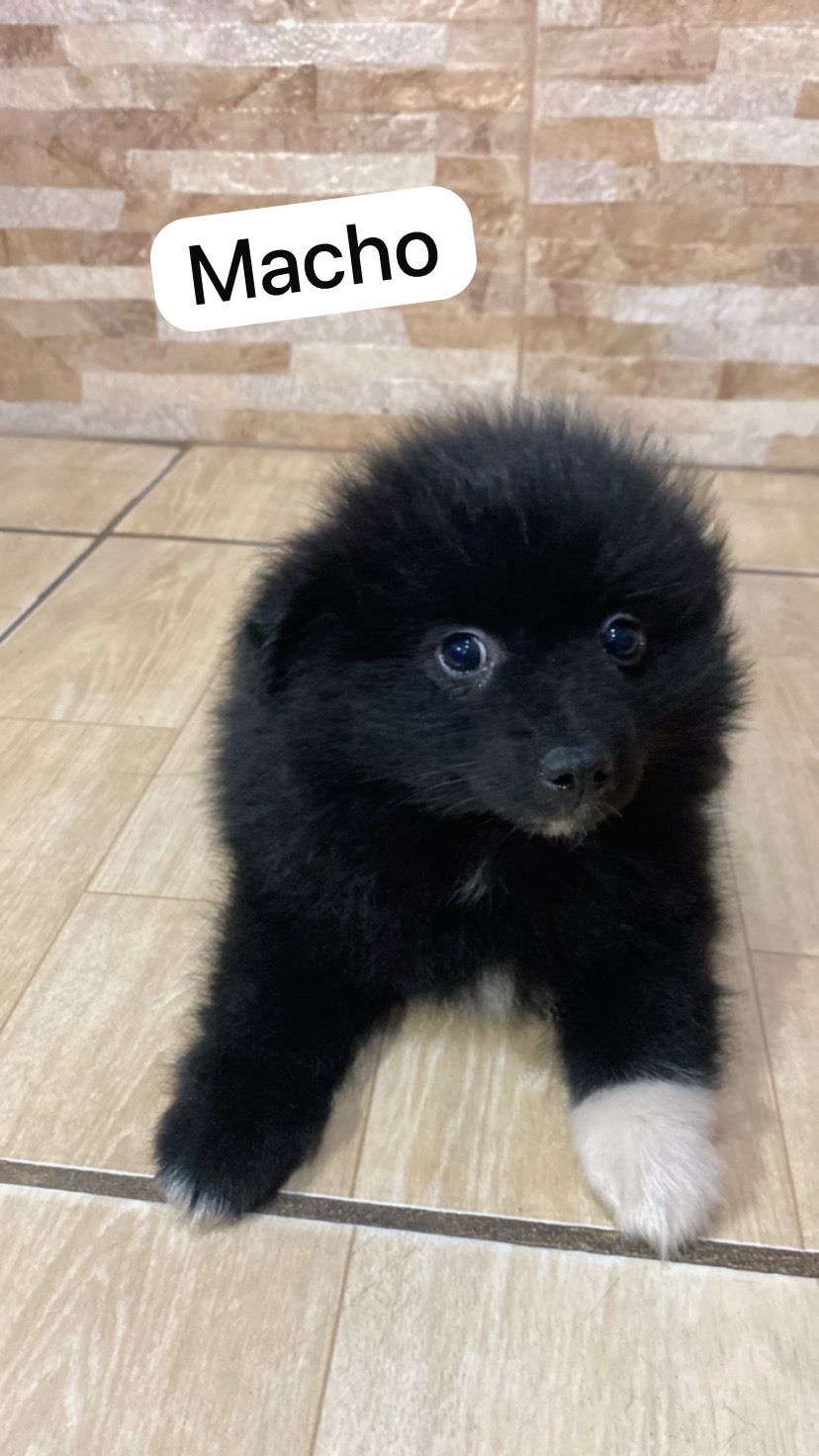 Vendo Filhotes de Spitz Alemão - Foto 5