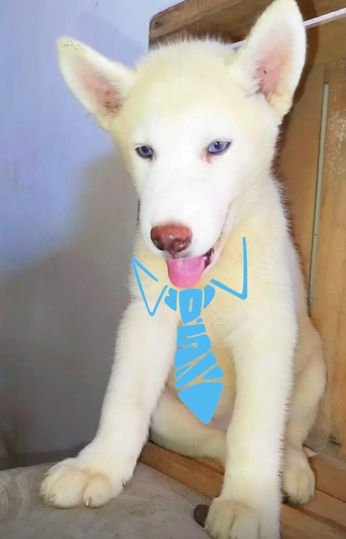 Portal Vendocão lindos husky siberiano disponíveis a negociação ou venda! Fortaleza