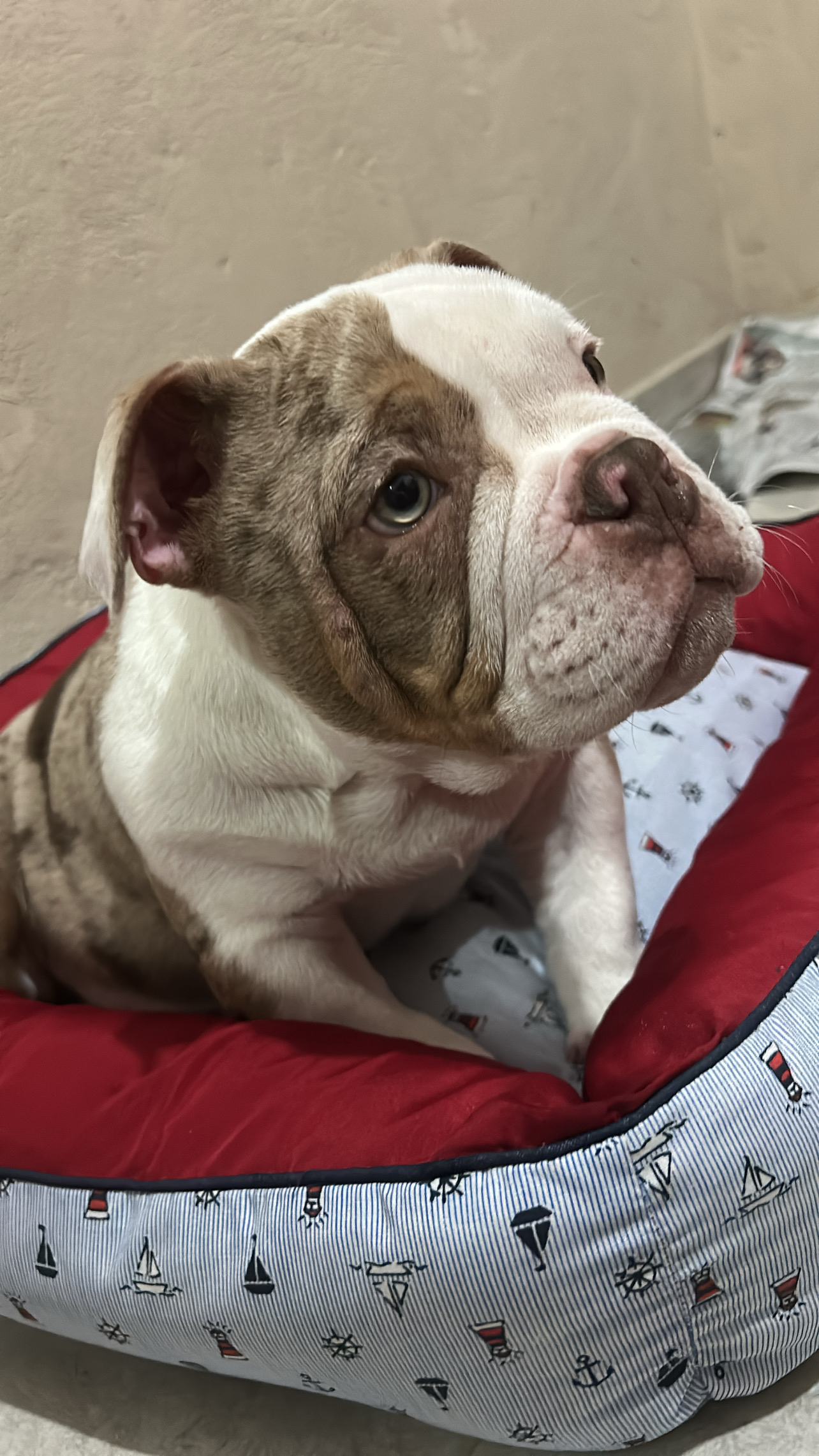 Portal Vendocão Vendo Exotic Bully  Petrópolis 