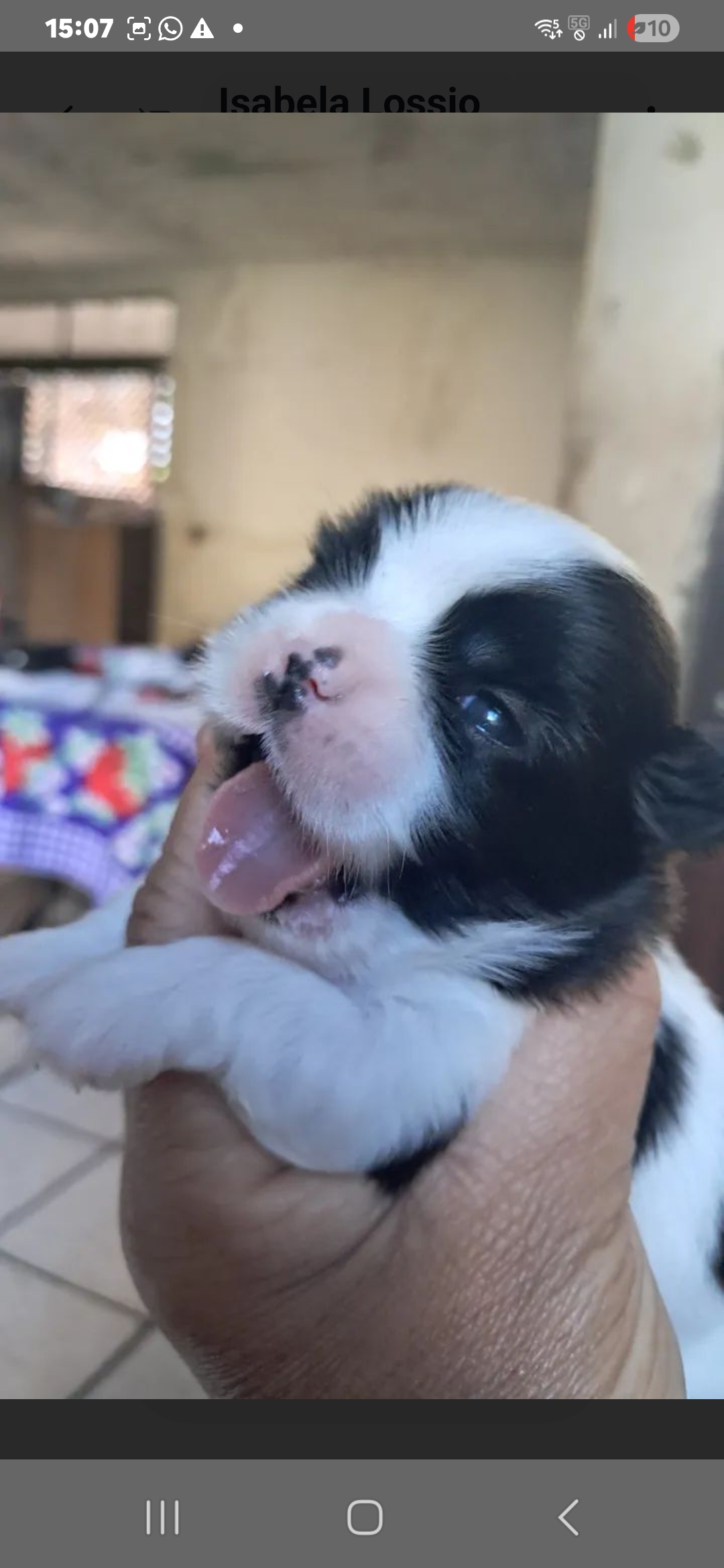 Filhotes de shih tzu  - Foto 2