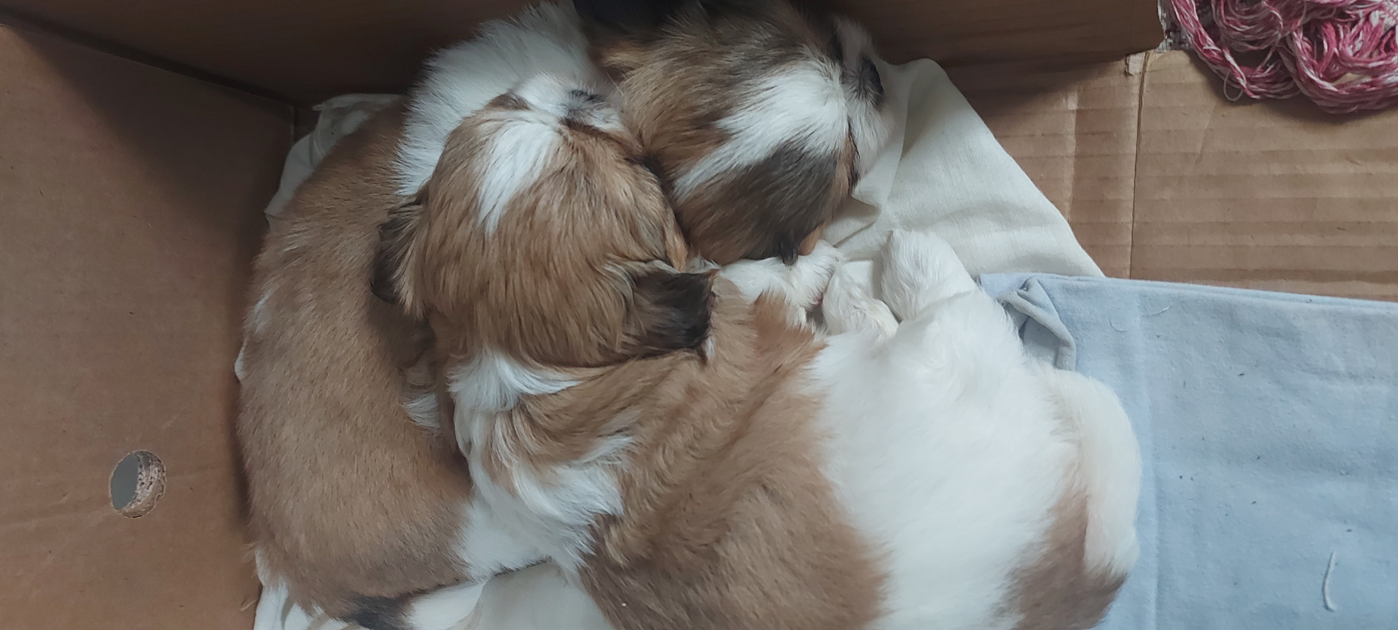 Portal Vendocão Vendo casal shih Tzu  Montes Claros