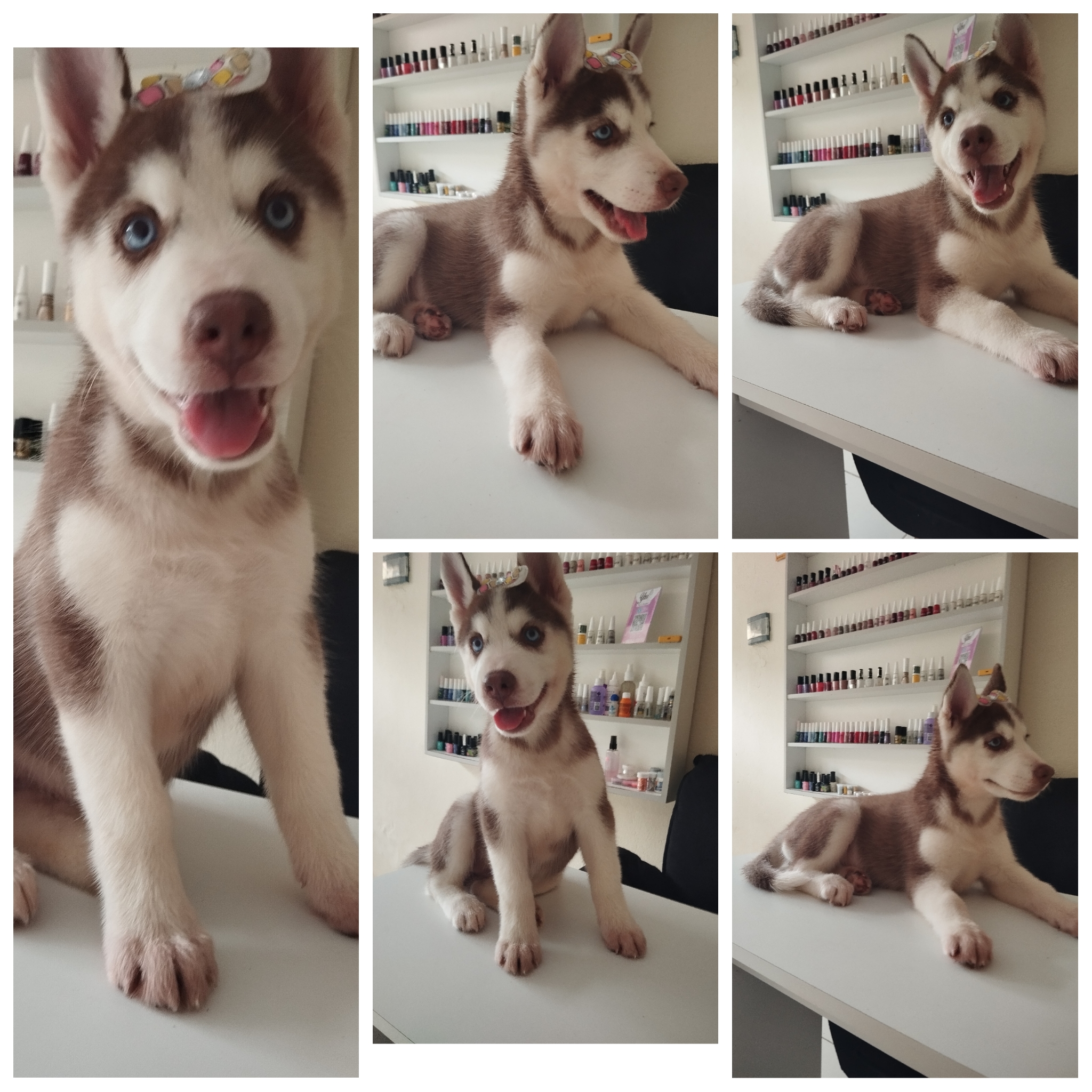 Portal Vendocão Vendo uma linda husky siberiano fêmea pelagem vermelha olhos azul  Camaragibe 