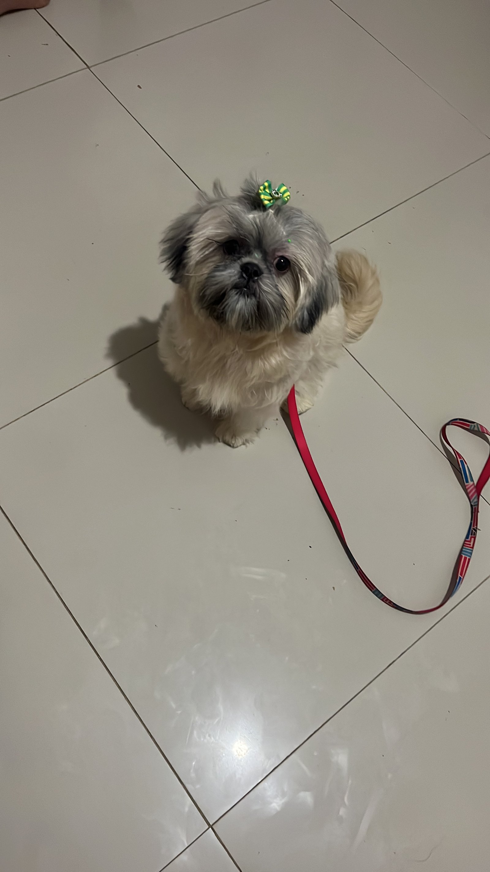 Shihtzu 