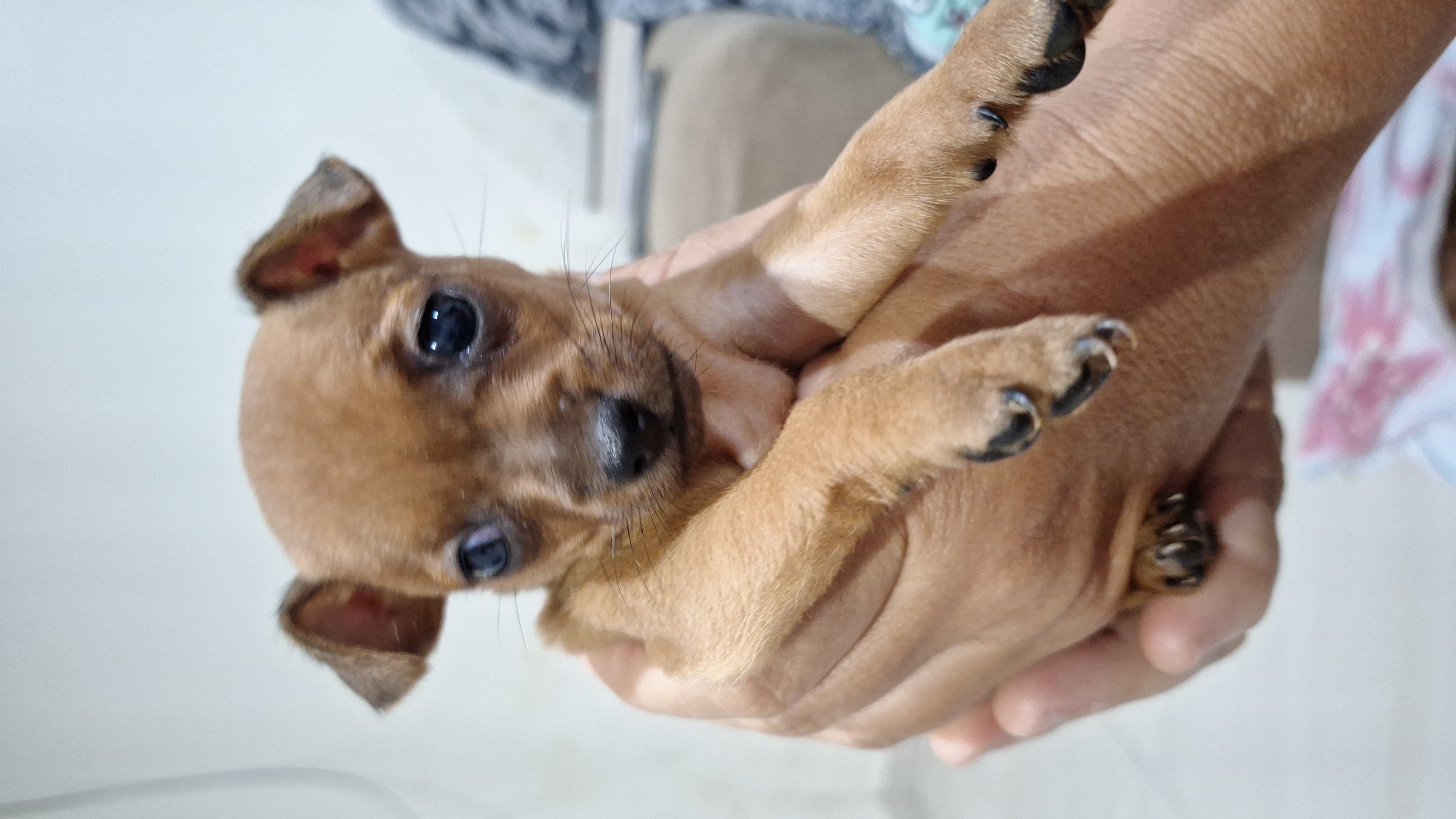 Cachorro Pinscher  - Foto 2