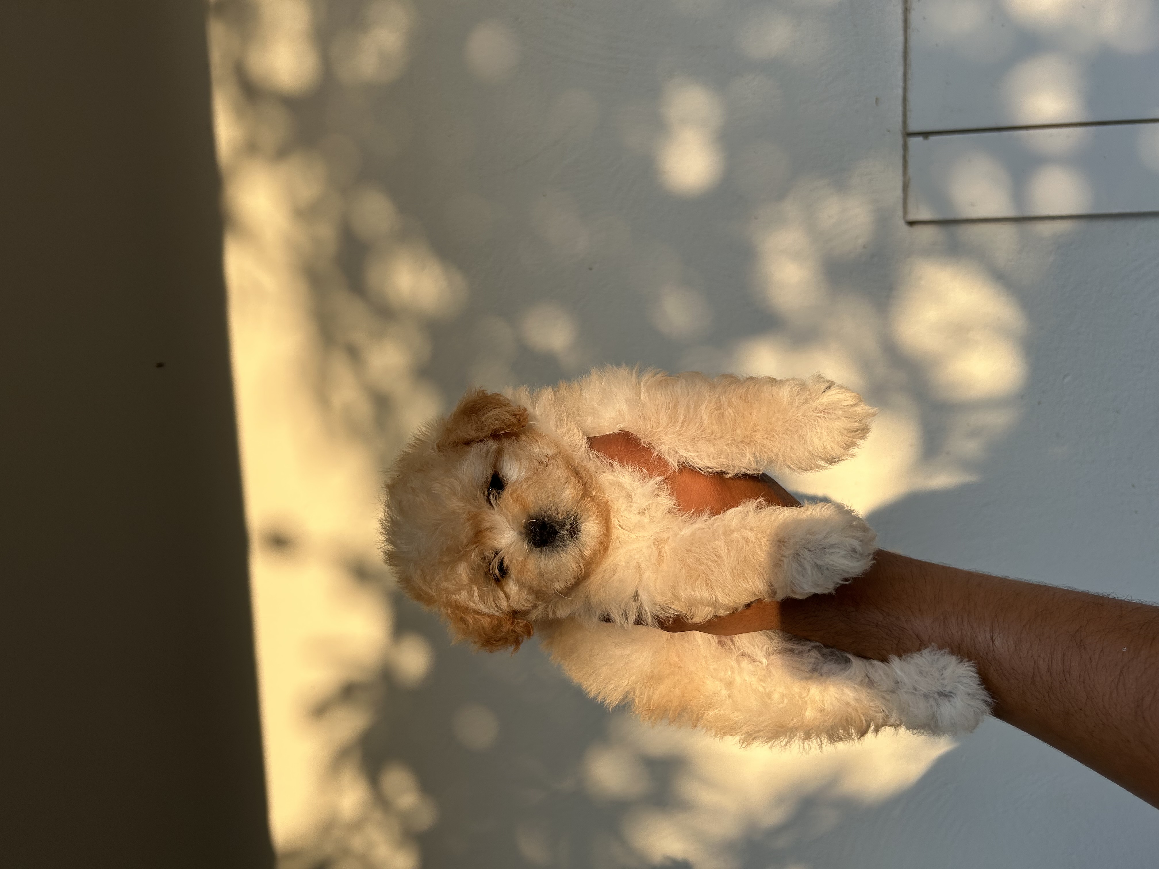 Portal Vendocão Poodle Toy Teresina