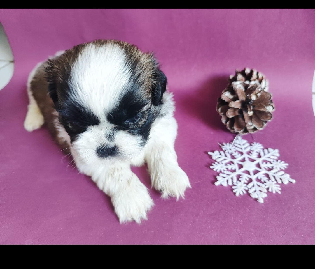 Portal Vendocão Shih tzu  João Pessoa