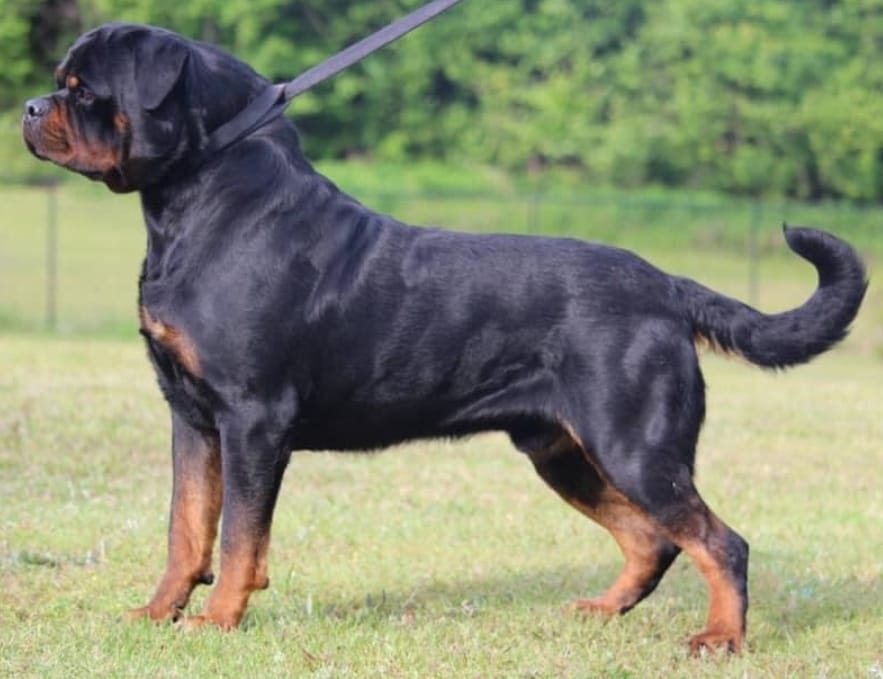 Portal Vendocão Rottweiler  São Paulo 