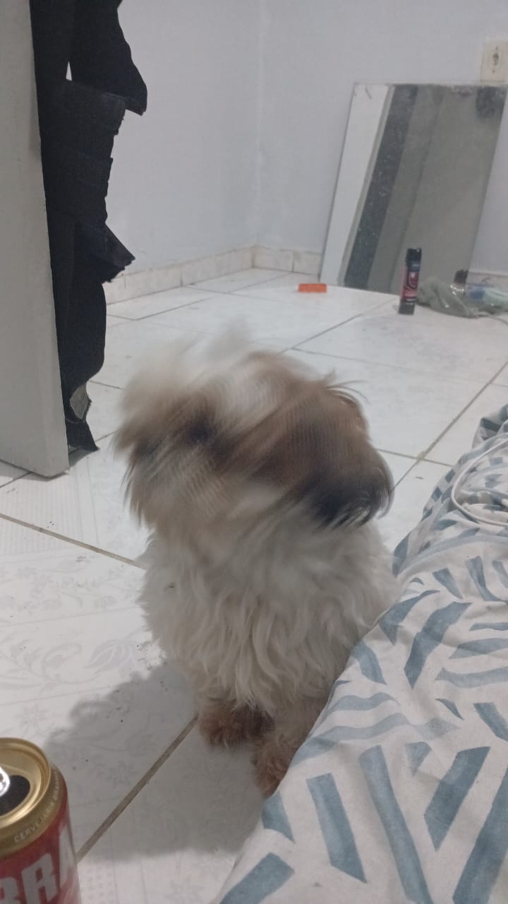 Vendo shitzu  - Foto 4