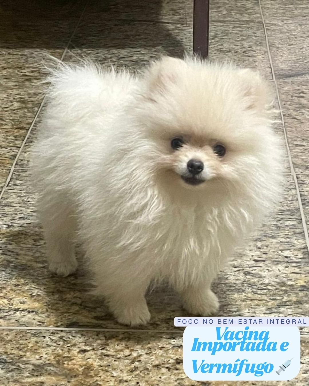 Filhotes lulu pomerania