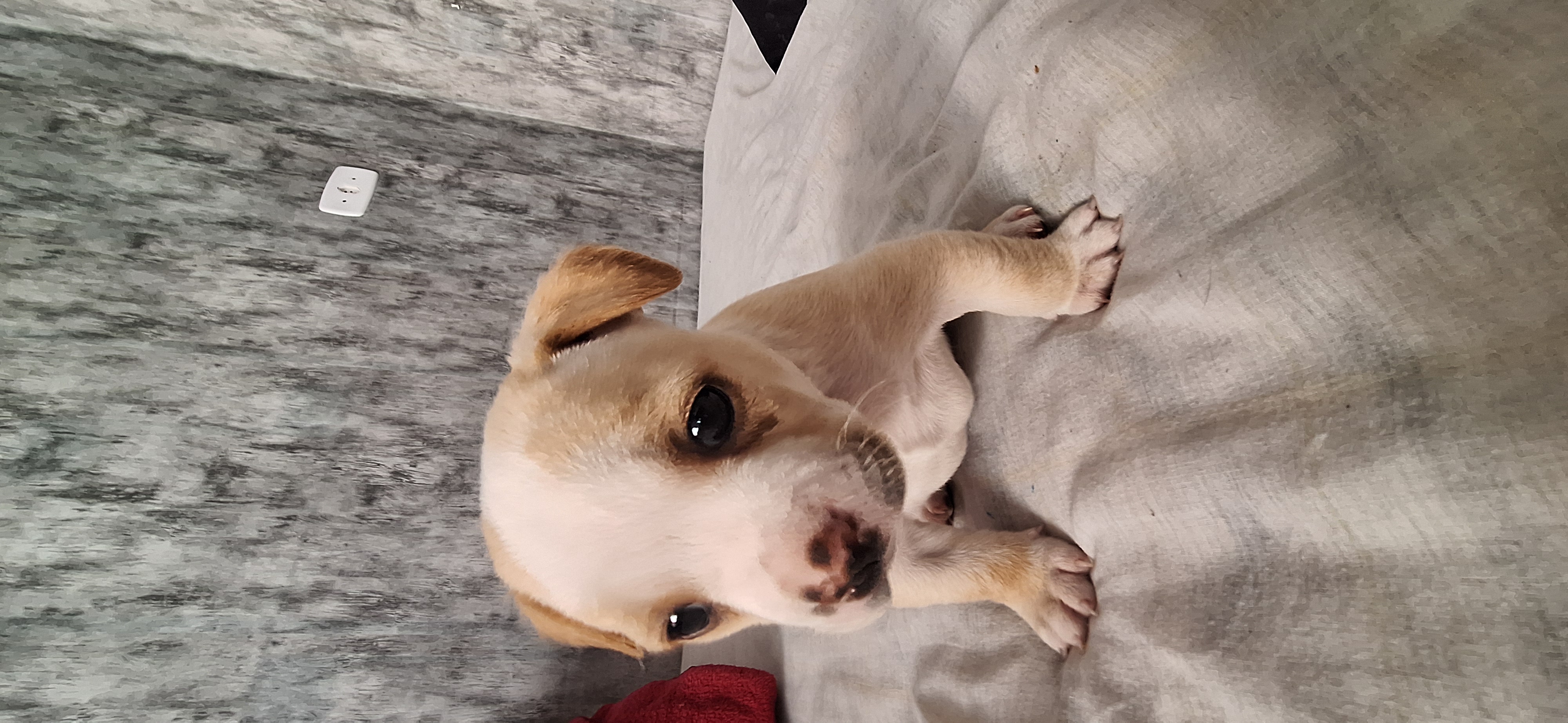 Portal Vendocão Vendo filhote de american bully pocket  Curitiba 
