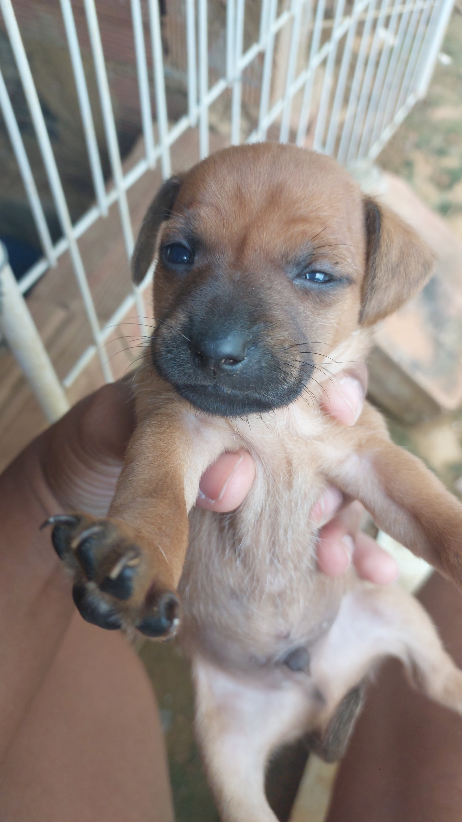 Vendo filhote de pinscher 