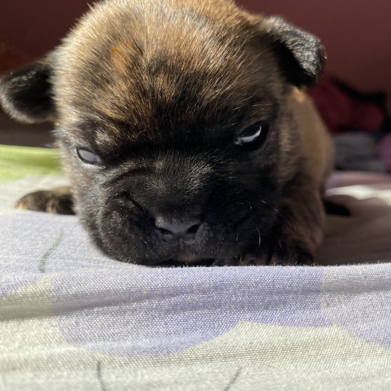 Filhote de bulldog francês - Foto 4