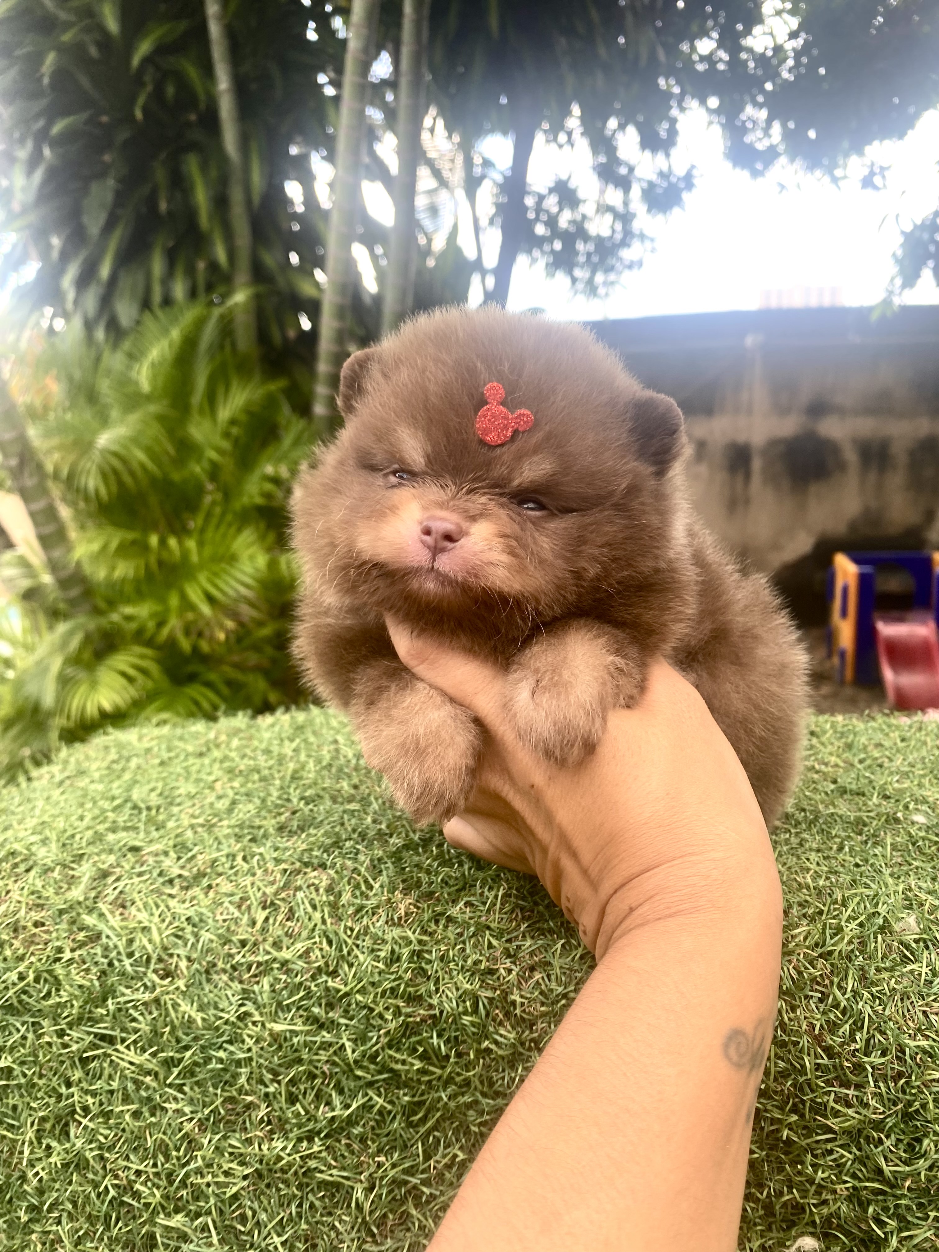 Portal Vendocão Lulu da pomerania  Belo Horizonte 