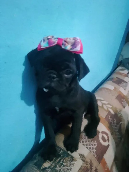 Portal Vendocão filhotes de pug sao paulo