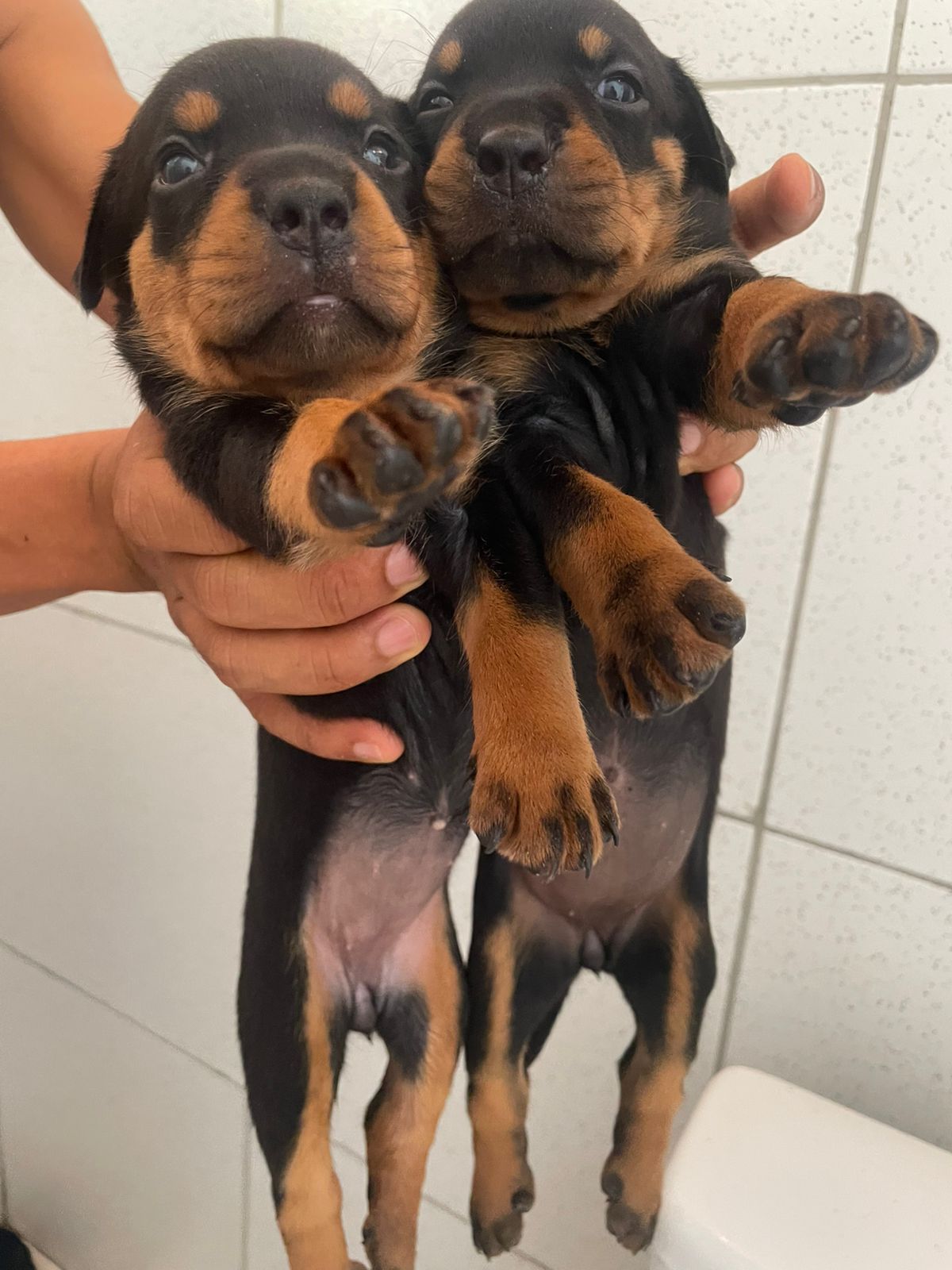 Portal Vendocão Filhotes de Rottweiler Disponíveis  TERESINA