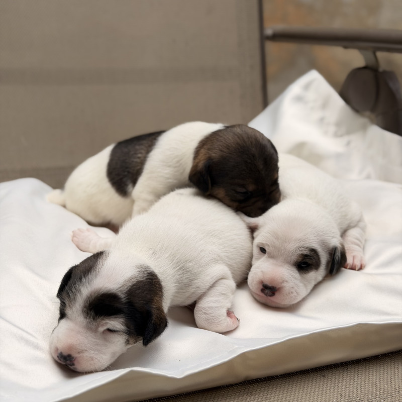 Lindos filhotes de Jack Russell Terrier disponíveis - Foto 5