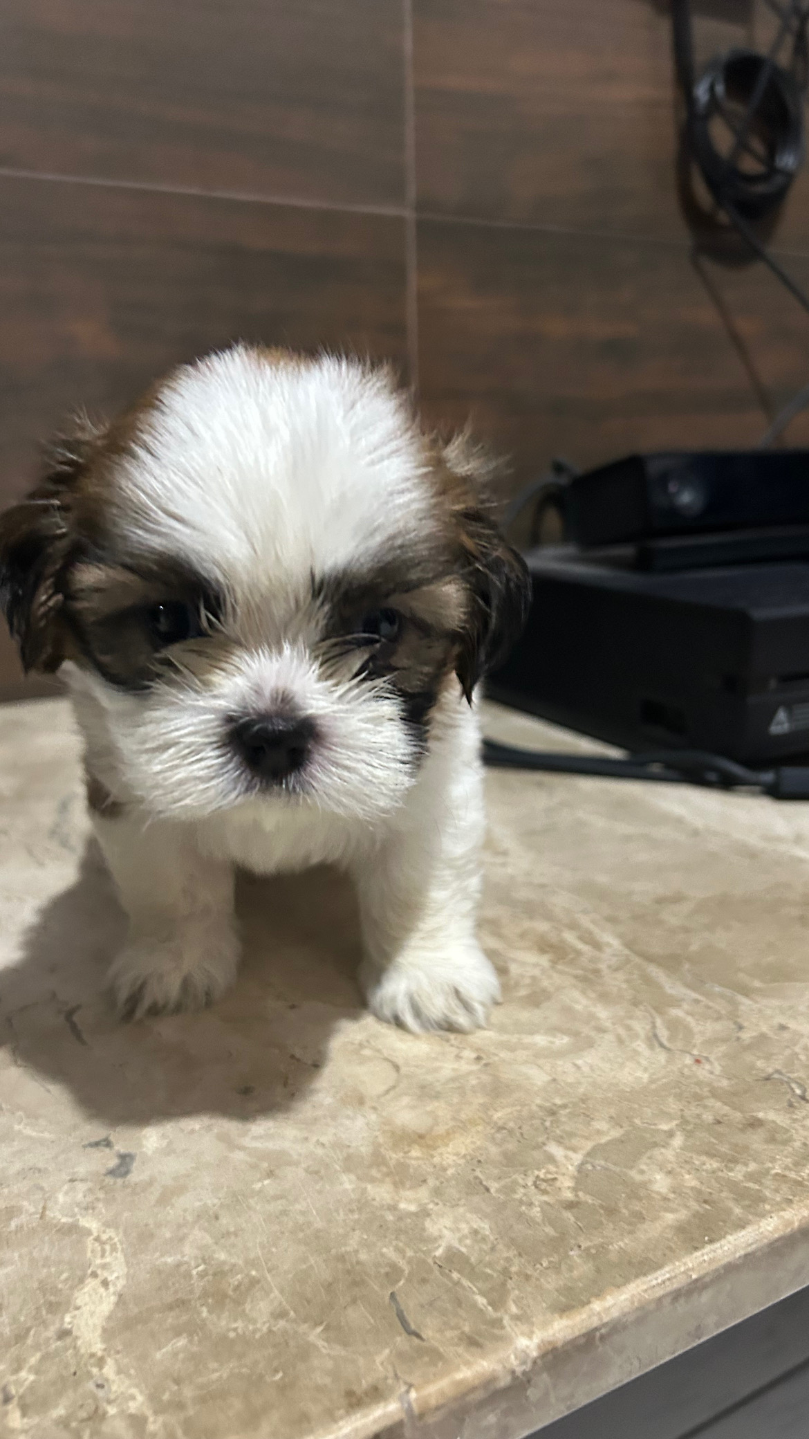Portal Vendocão Filhotes da raça Shih Tzu Várzea nova