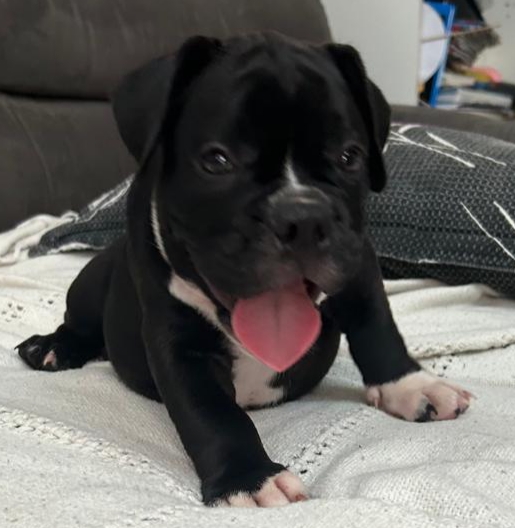 Filhotes American bully micro  - Foto 5