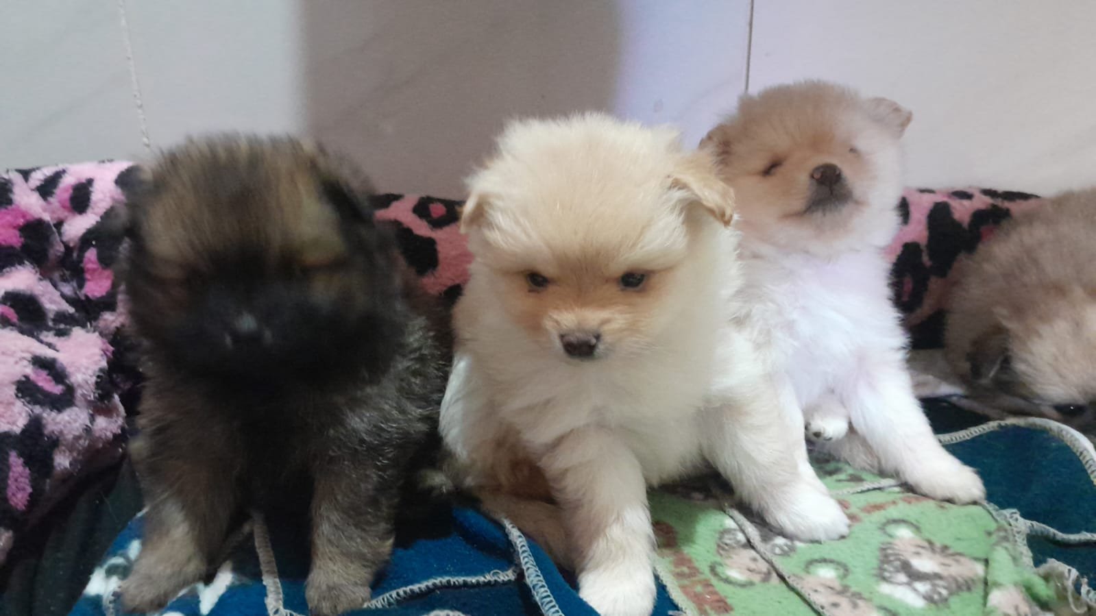 Lulu Pomerânia  - Foto 1