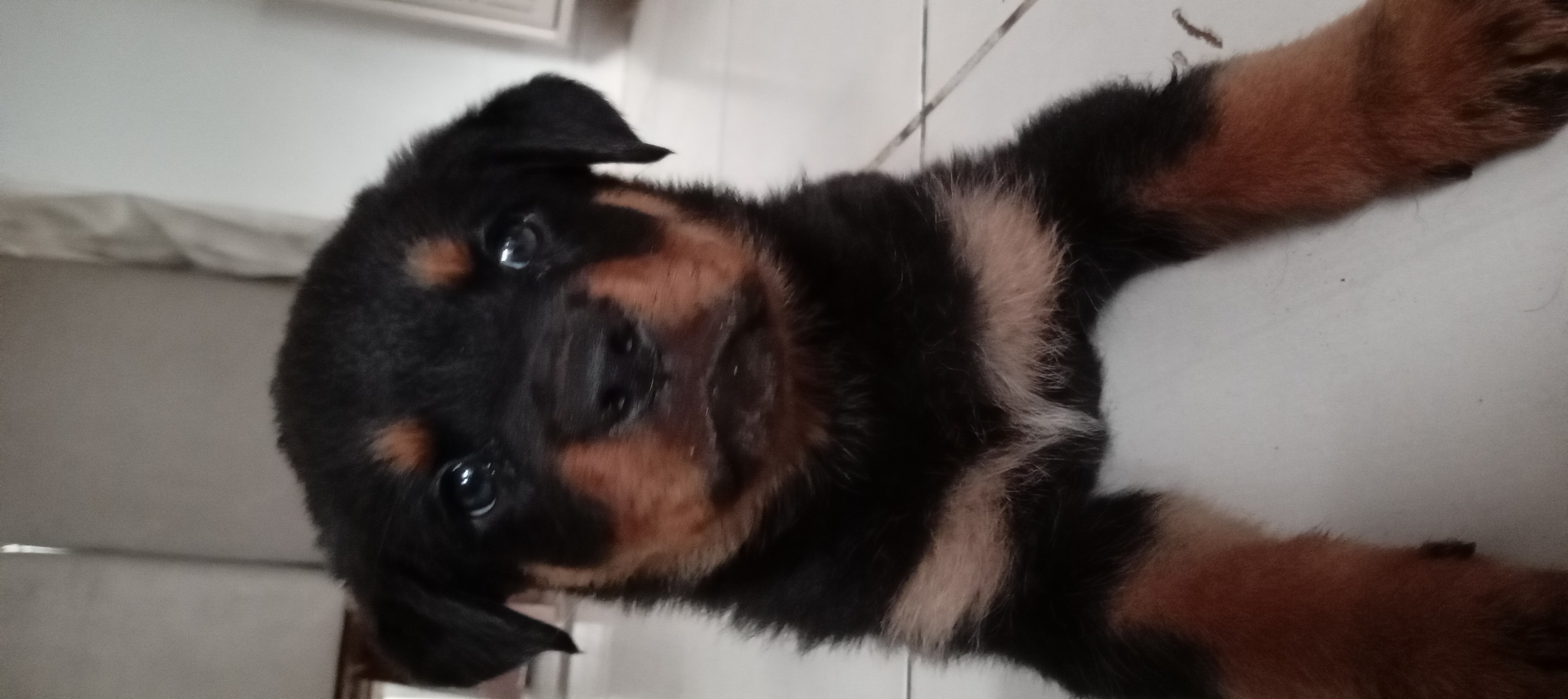 Portal Vendocão Filhote de Rottweiler cabeça de urso com 01 mês de vida  Simões filho 