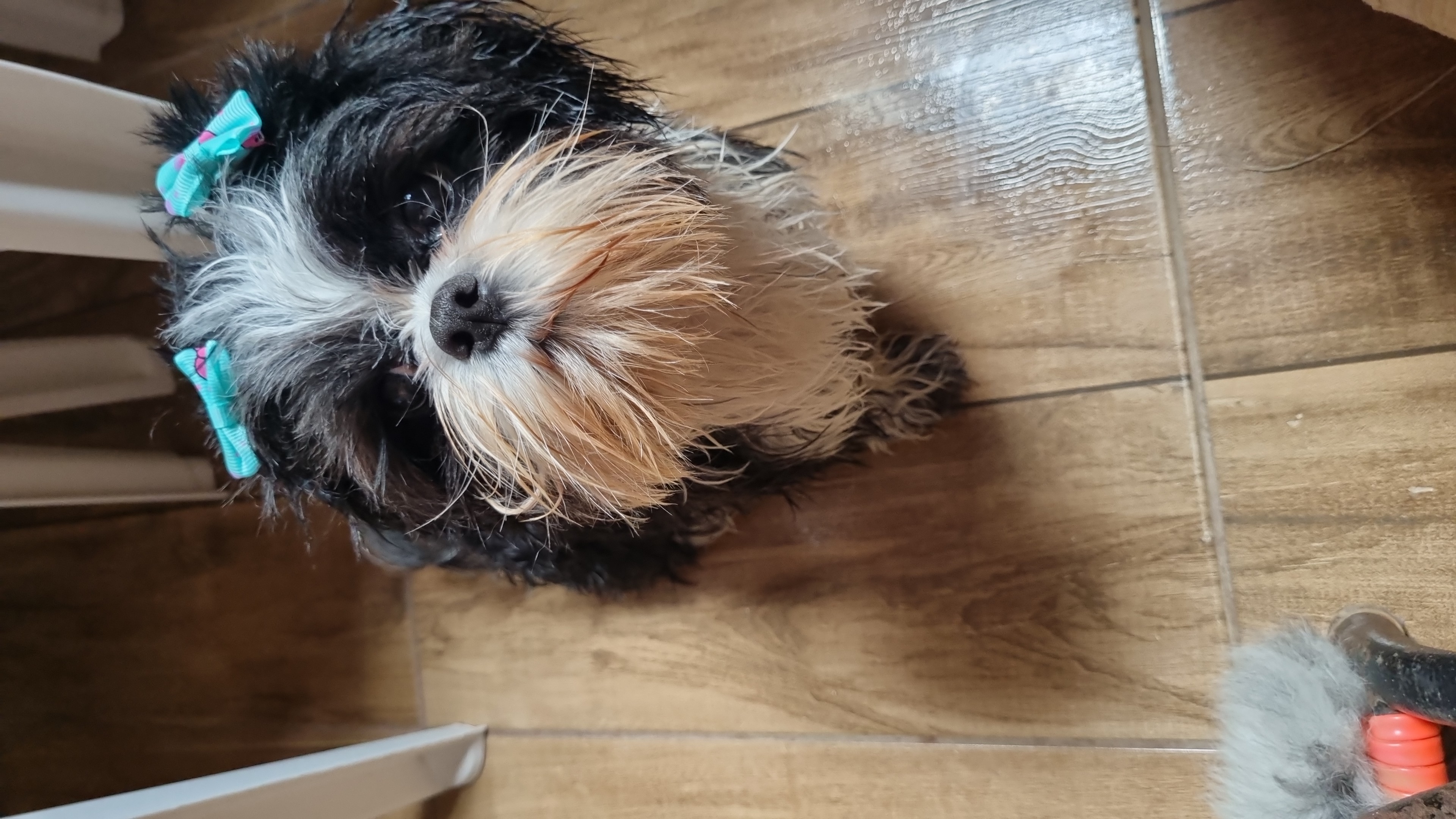 Portal Vendocão Filhotes shih tzu Balneário Piçarras 
