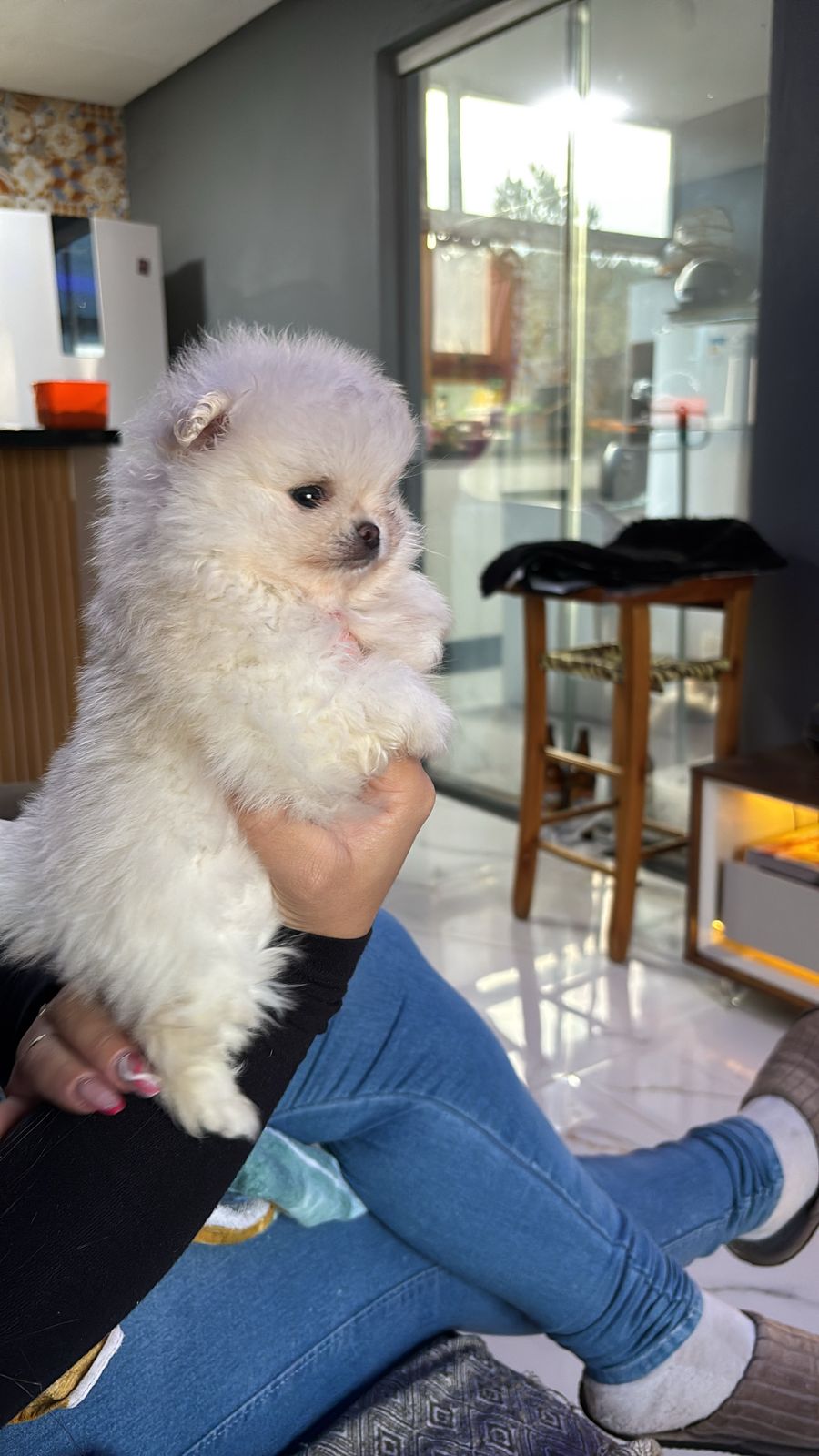 Portal Vendocão Lulu da pomerania / Spitz alemão  Taquara 