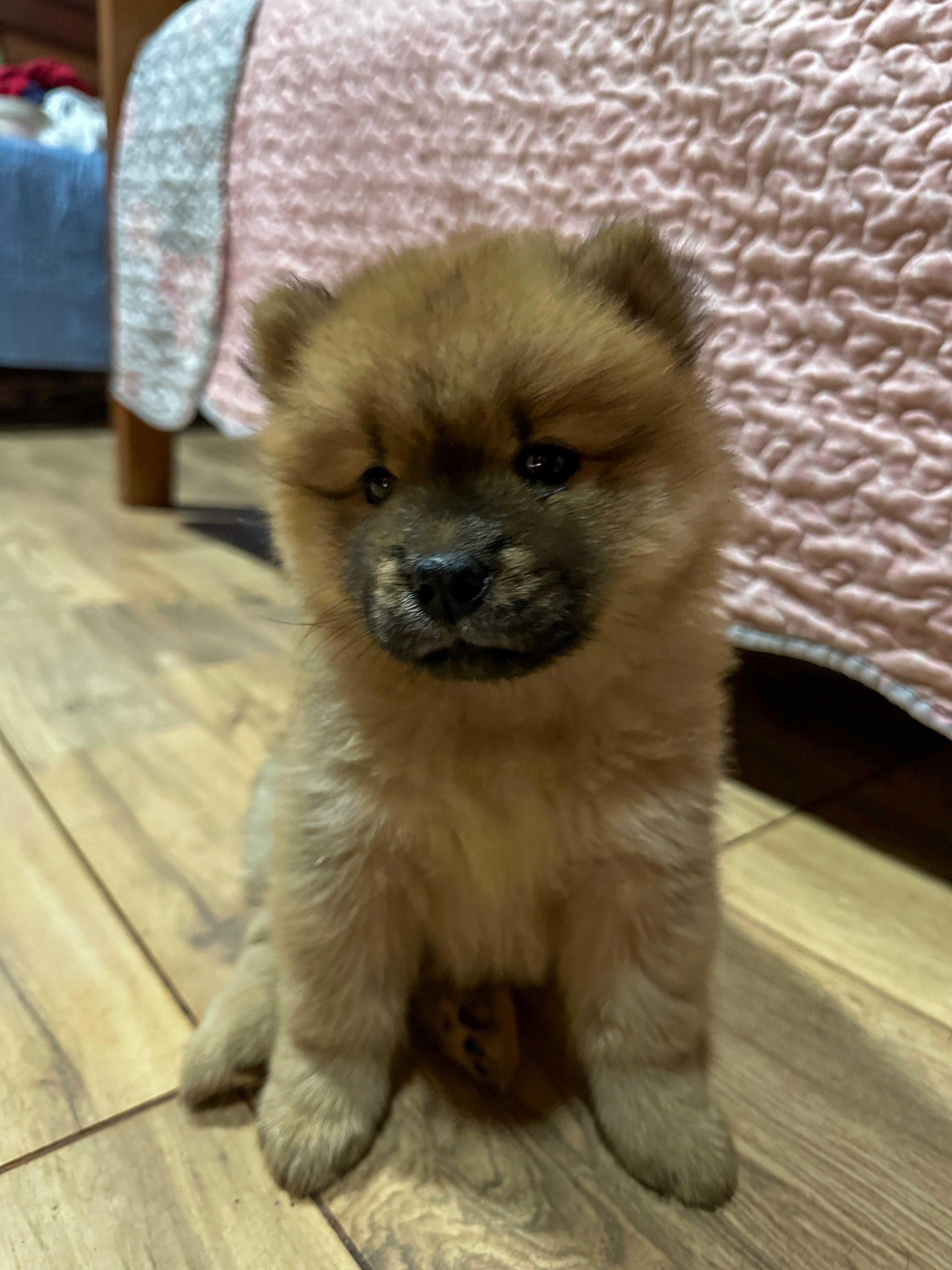 Portal Vendocão Venda de chow chow filhote (fêmea) Rurópolis