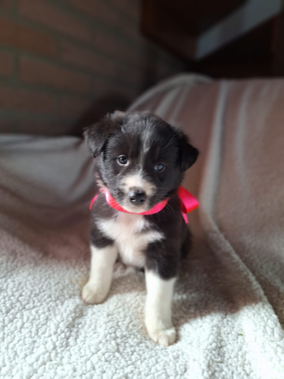 Portal Vendocão Lindos filhotes border collie com pedigree - canil triangulo  Novo Hamburgo 