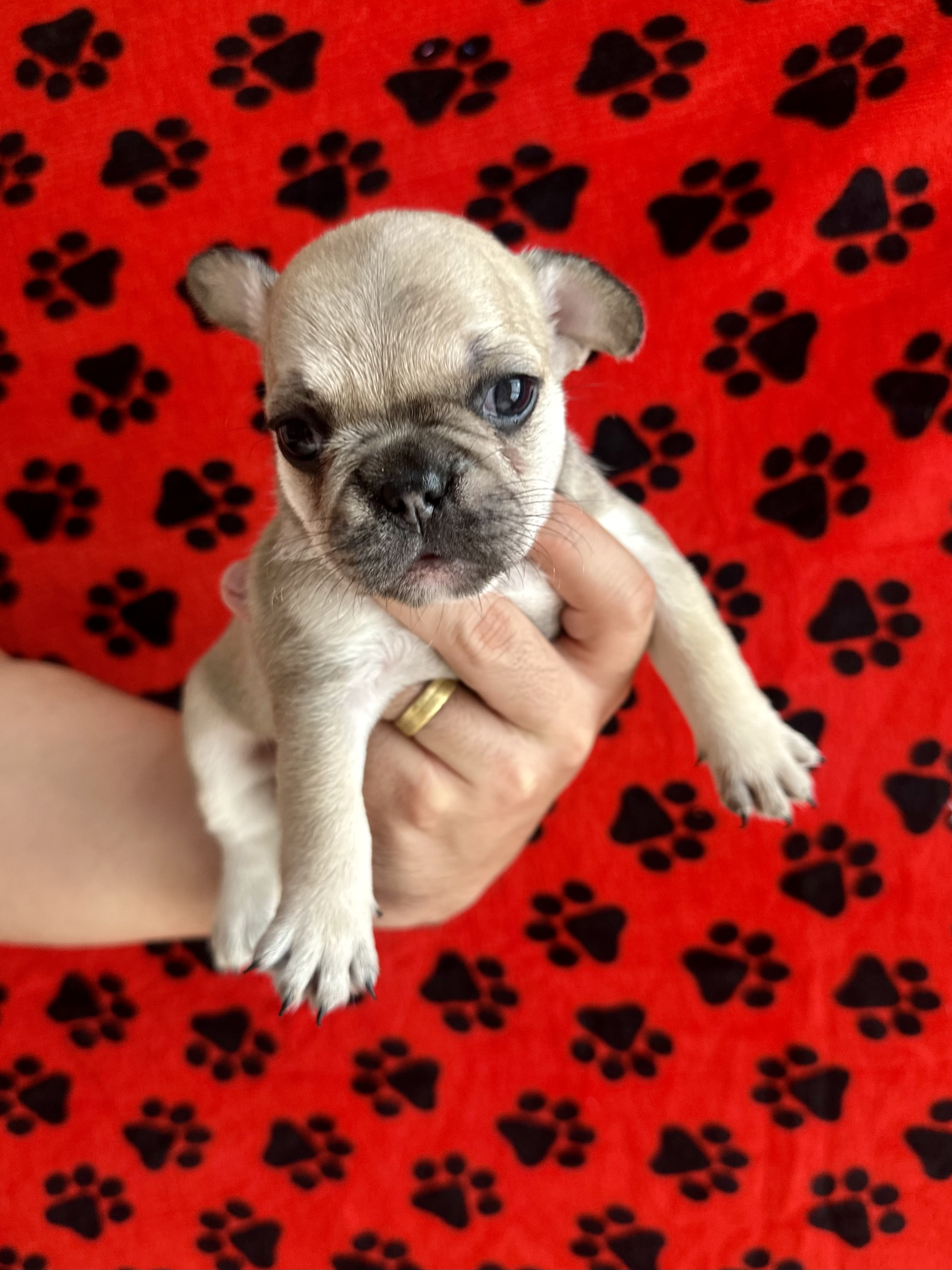 Buldogue francês Fêmeas - Foto 4