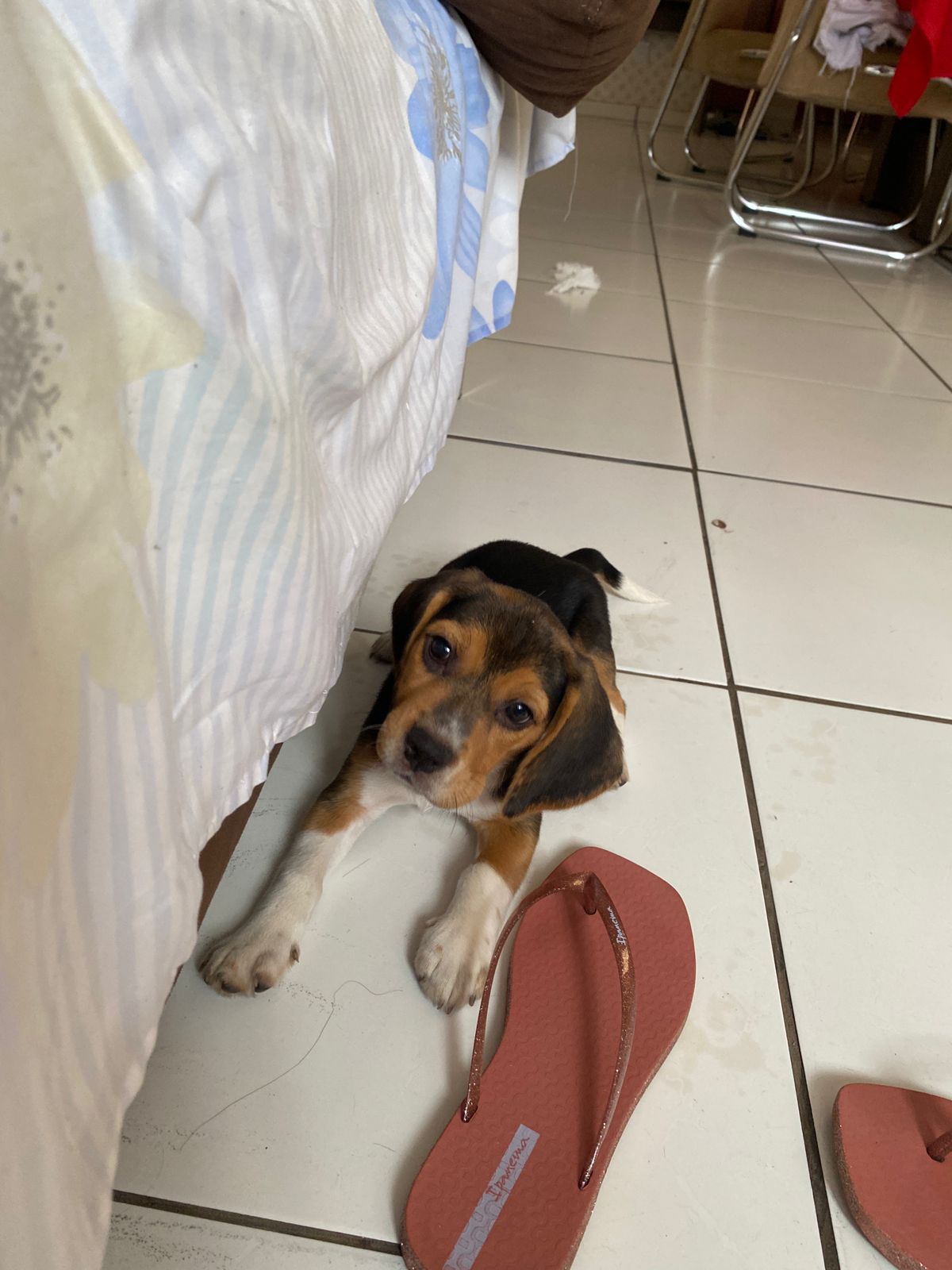 Portal Vendocão Venda filhote beagle Cuiabá