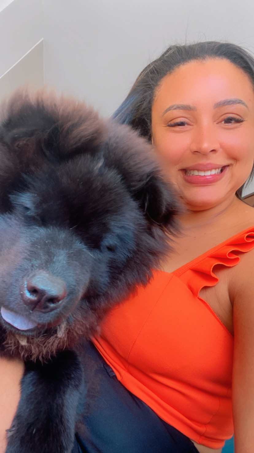 Portal Vendocão Linda filhote de Chow-Chow 11 meses  Paulista