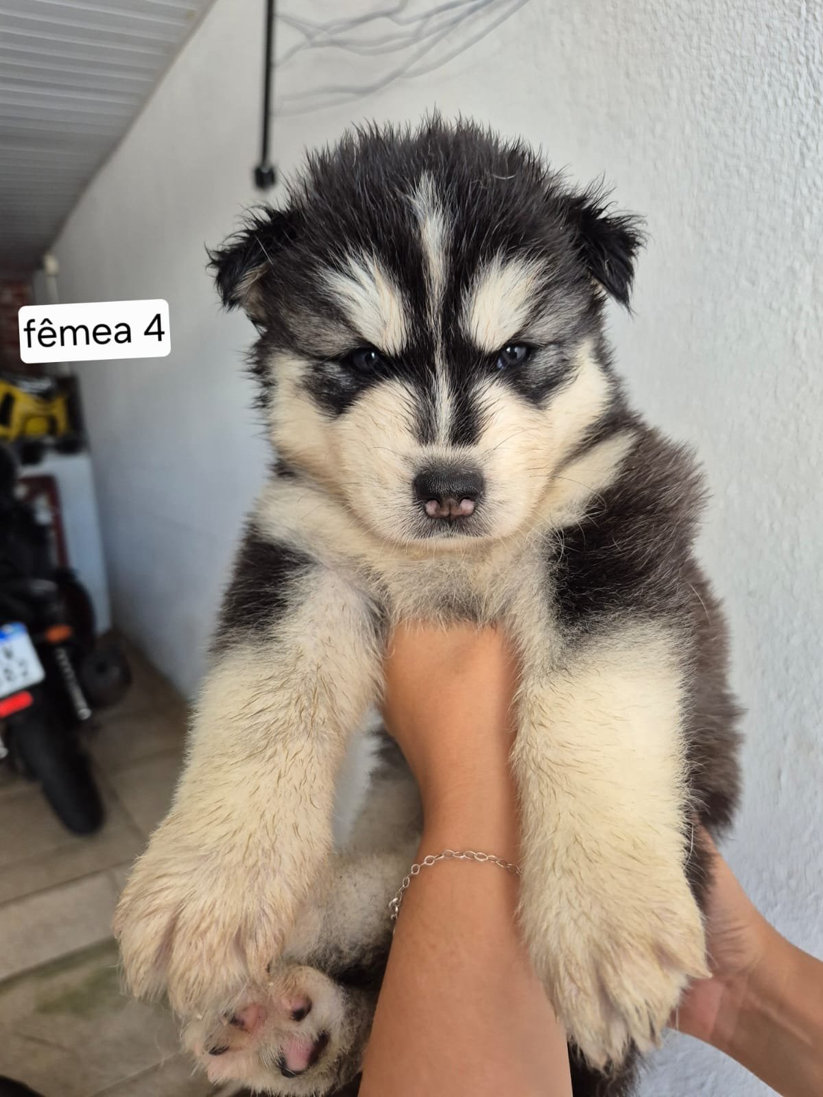 Husky Siberiano - Foto 2