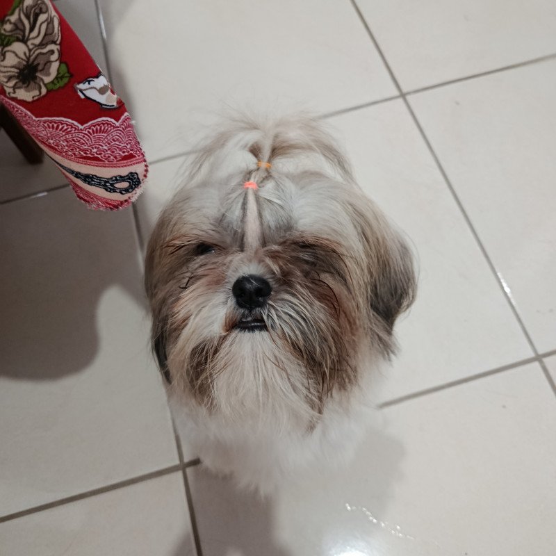 Shihtzu 1 ano