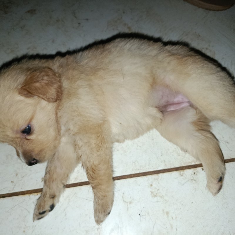 Filhotes de Golden retriever com pastor alemão - Foto 1