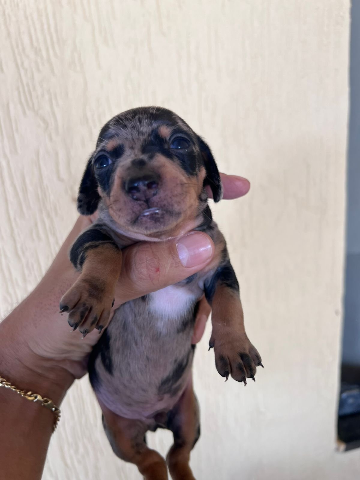 Filhotes de Salchicha daschund - Foto 1