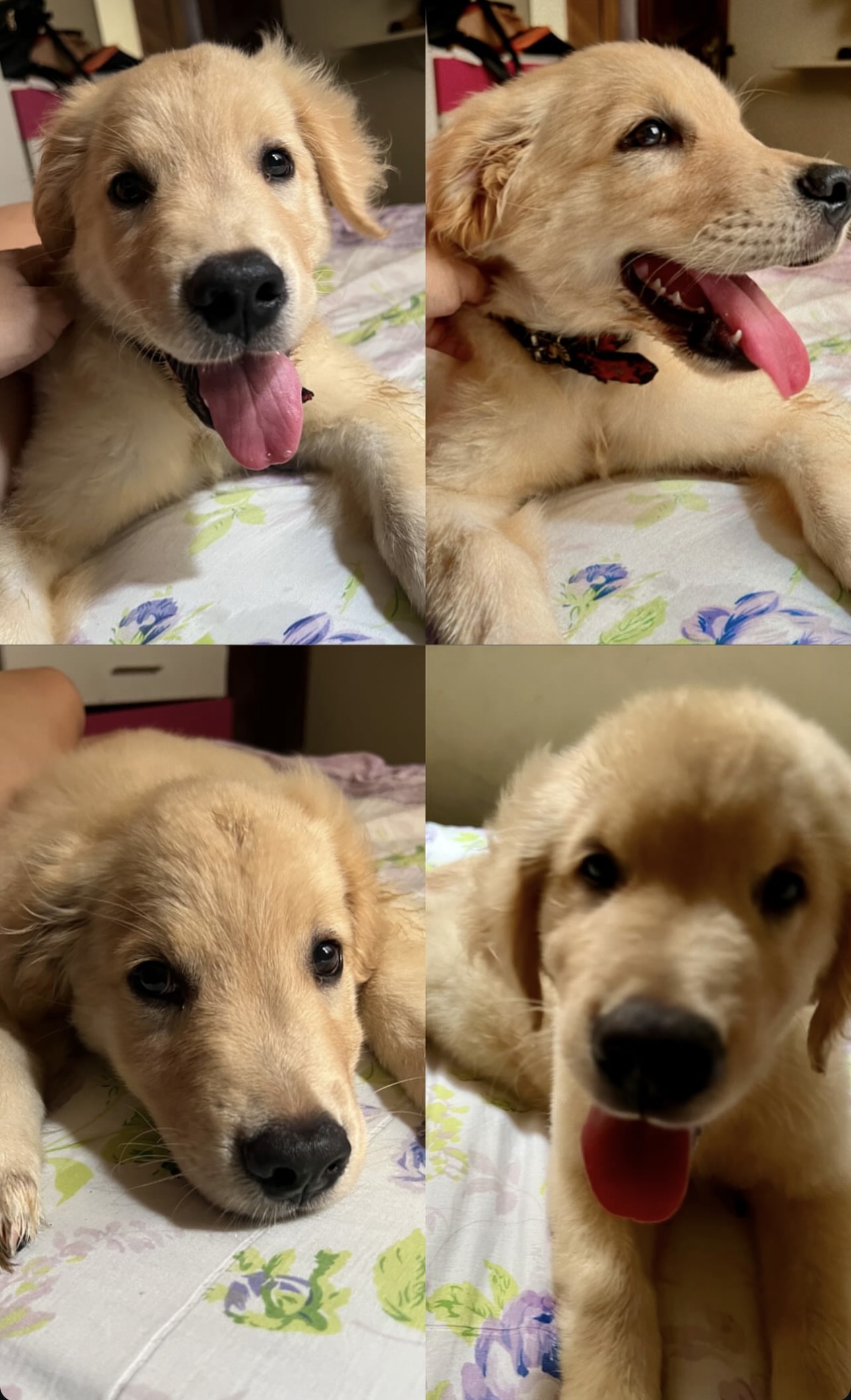 Portal Vendocão VENDO FILHOTES DE GOLDEN RETRIEVER  Belém 