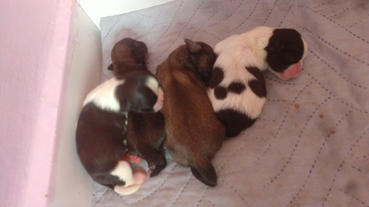 Portal Vendocão Filhotes de Shih Tzu São Luís